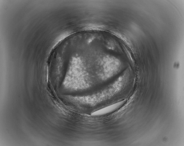 X0000099291219200805231313