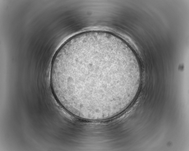 X0000099291228200805231313