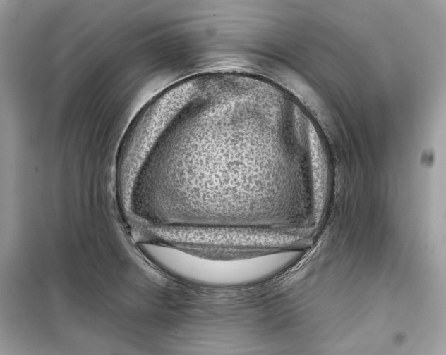 X0000099291234200805231314