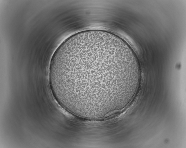 X0000099291236200805231314