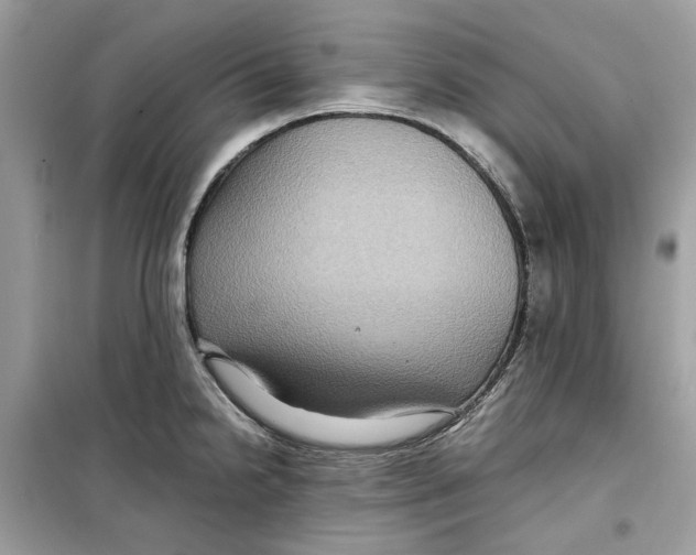 X0000099291238200805231314