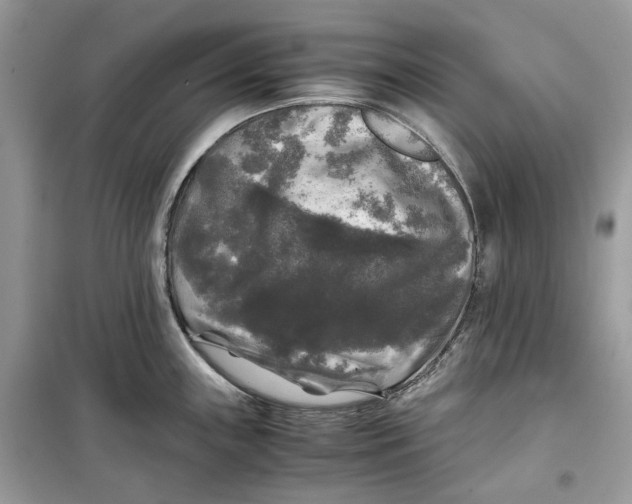 X0000099291243200805231314