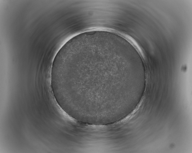 X0000099291244200805231314