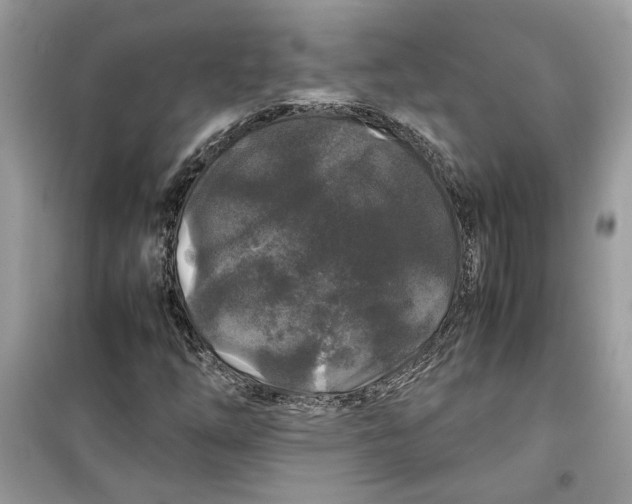 X0000099291254200805231313