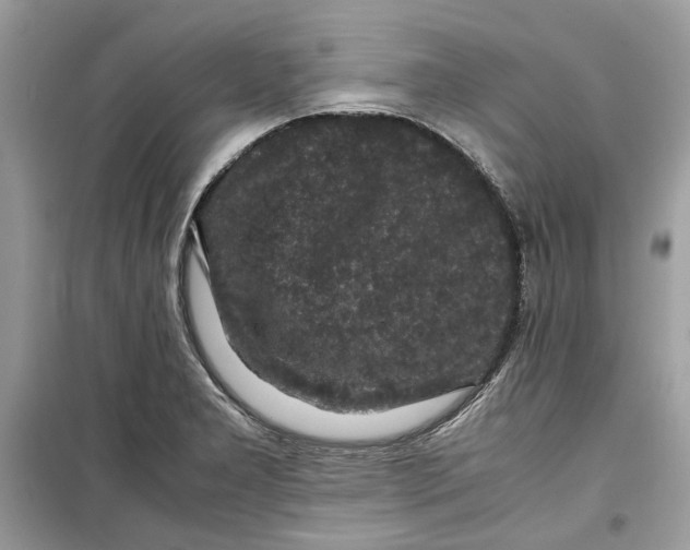 X0000099291277200805231313