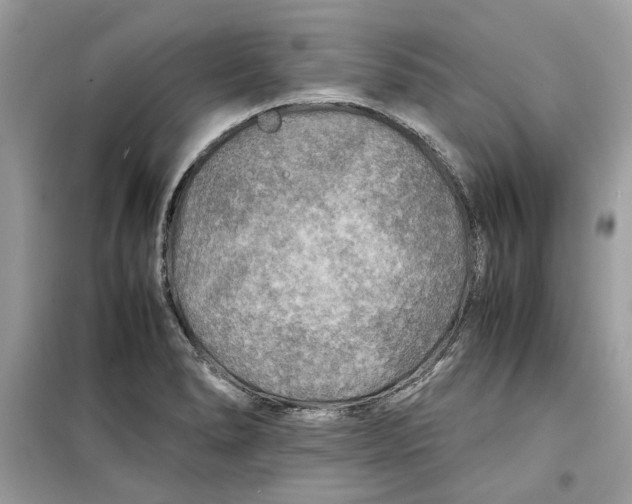 X0000099291278200805231313