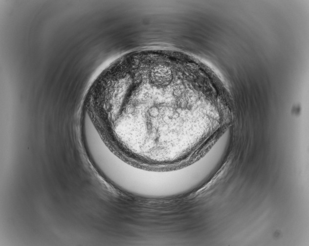 X0000099291325200805231312