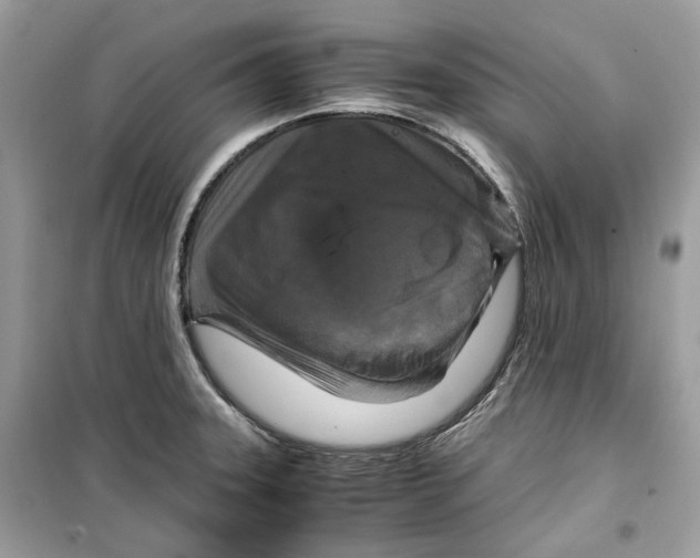 X0000099291331200805231312