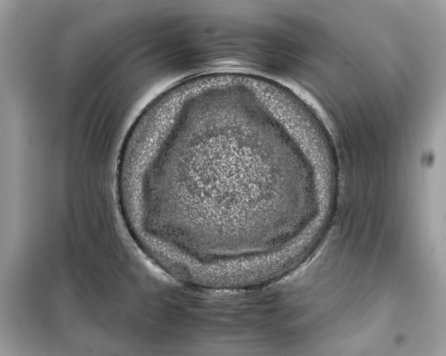 X0000099291333200805231312