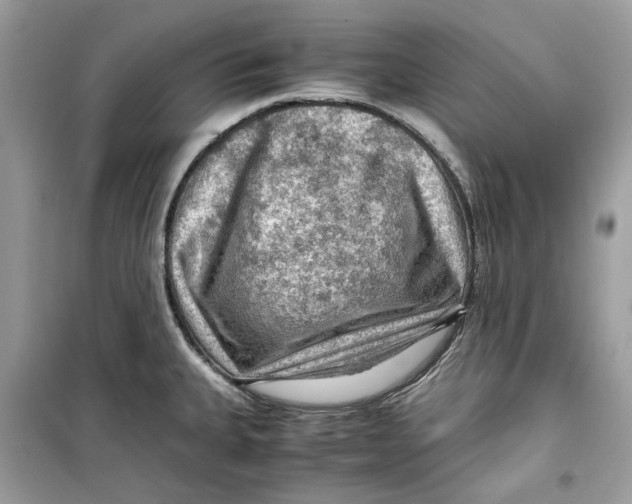 X0000099291335200805231312