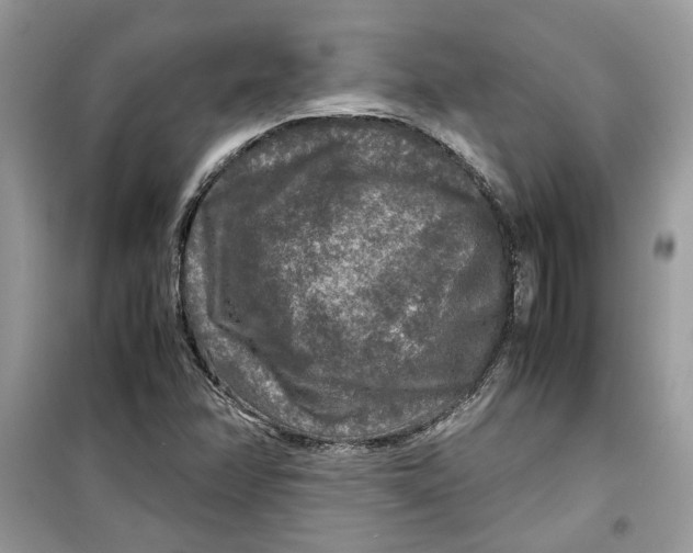 X0000099291358200805231311