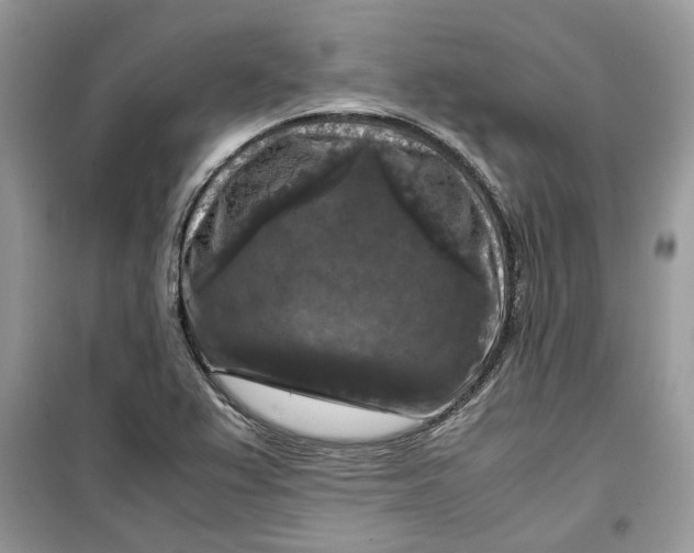 X0000099291367200805231311