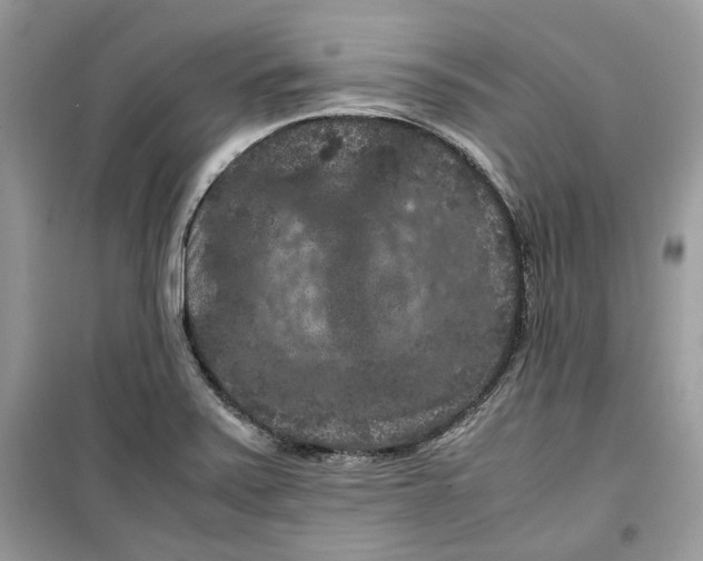 X0000099291371200805231311