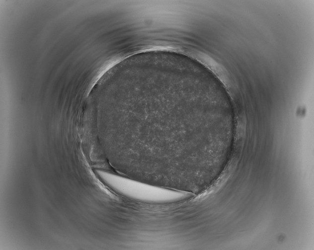 X0000099291377200805231311