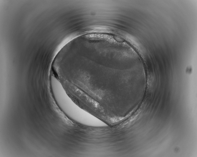 X0000099291378200805231311