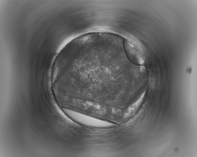 X0000099291382200805231311