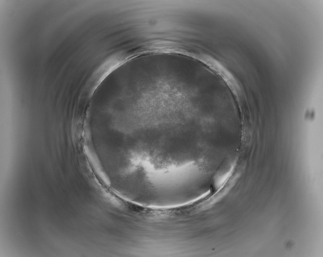 X0000099291385200805231311