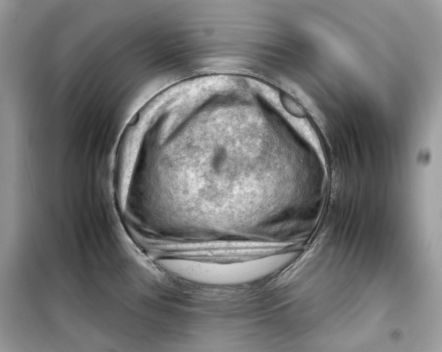 X0000099291386200805231311