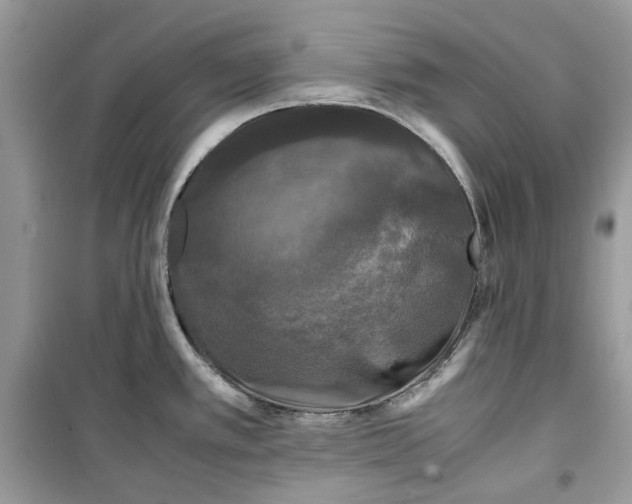 X0000099291389200805231311