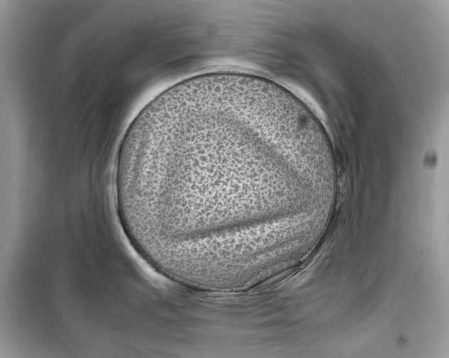 X0000099291391200805231311