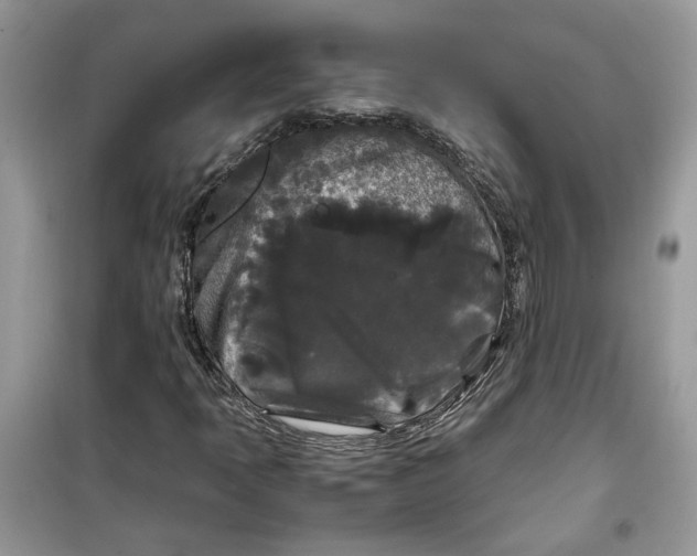 X0000099291397200805231310