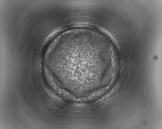 X0000099291403200805231310