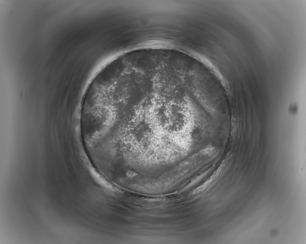 X0000099291421200805231311