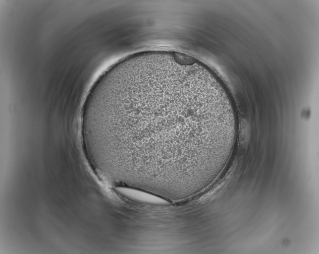 X0000099291424200805231311