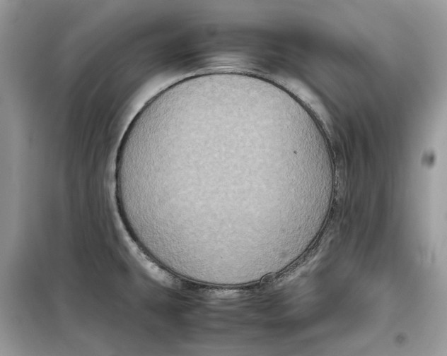 X0000099291431200805231311