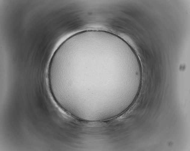 X0000099291440200805231311