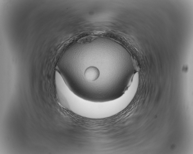 X0000099291441200805231310