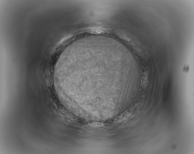 X0000099291446200805231310