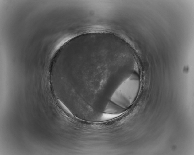 X0000099291453200805231310