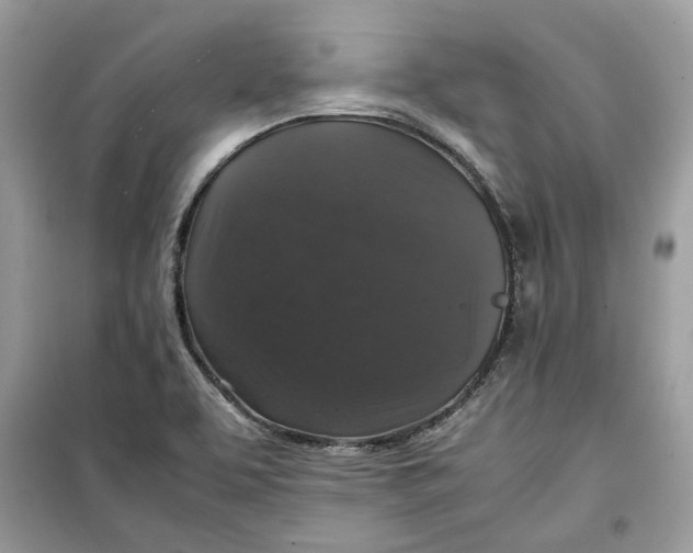 X0000099291463200805231310