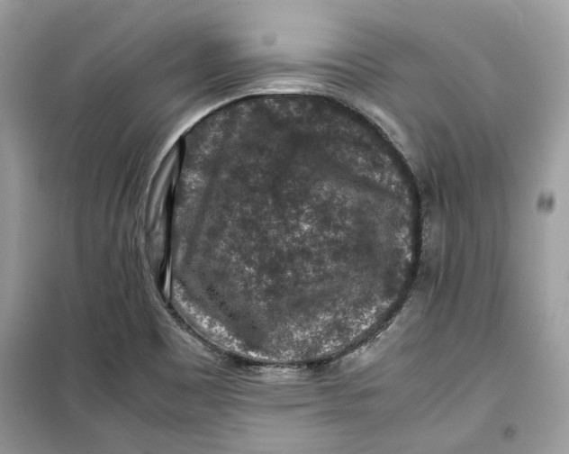 X0000099291465200805231310