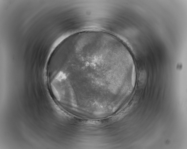 X0000099291466200805231310