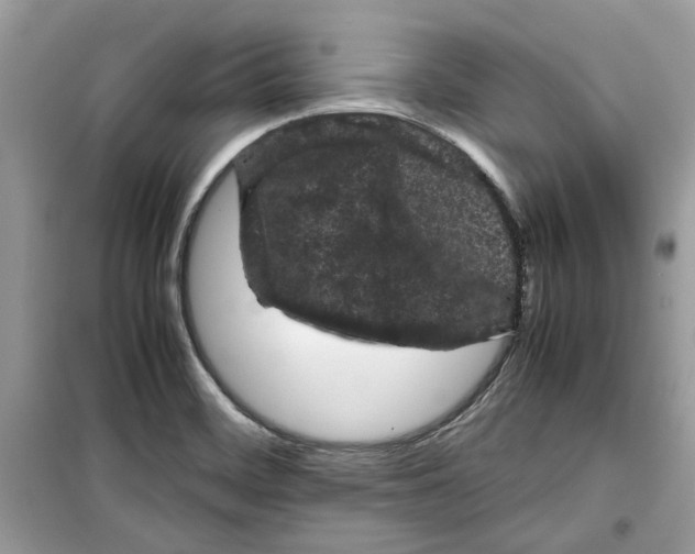 X0000099291468200805231310