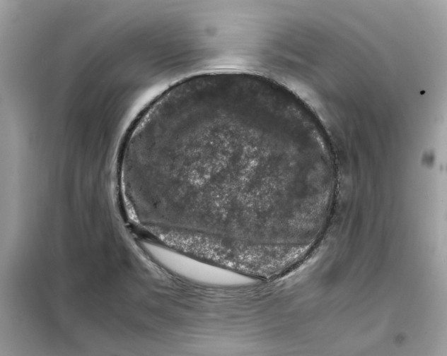 X0000099291469200805231310