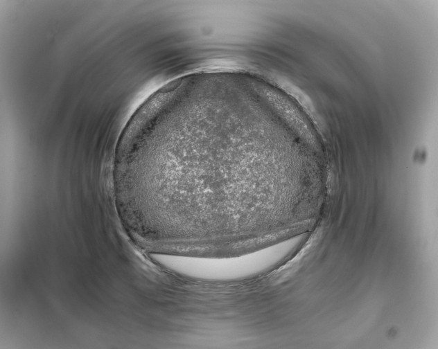 X0000099291473200805231310