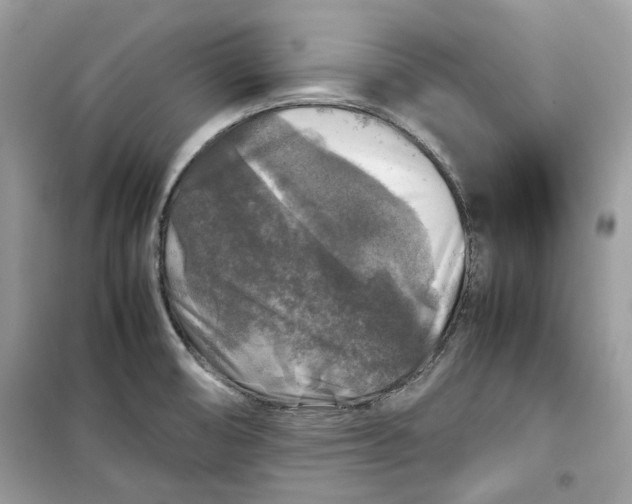 X0000099291474200805231310