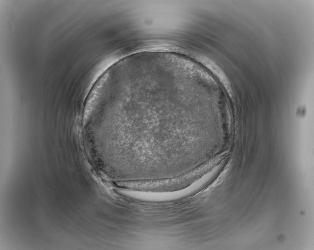 X0000099291481200805231309