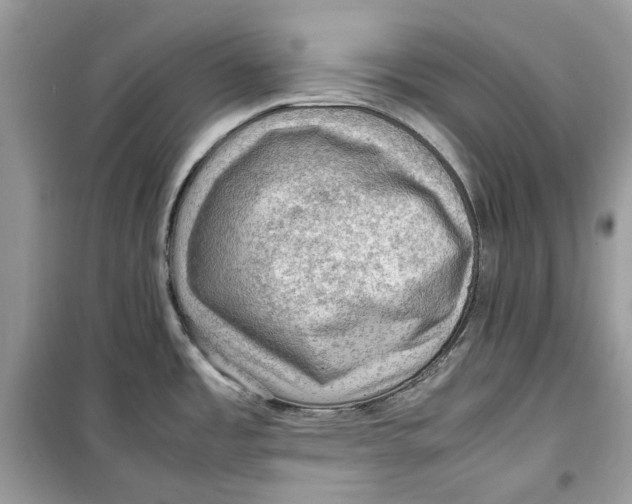 X0000099291485200805231309