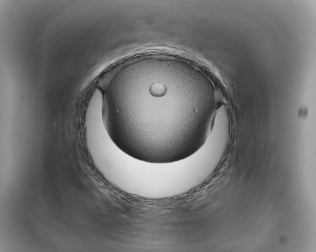 X0000099291496200805231309