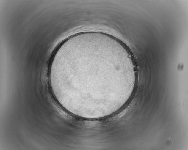 X0000099291498200805231309