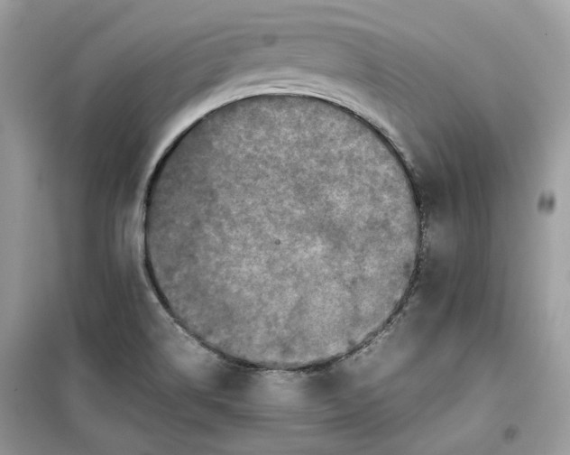 X0000099291514200805231309