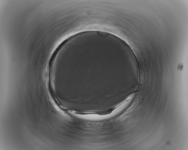 X0000099291515200805231309