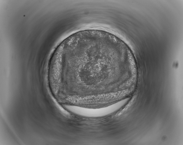 X0000099291525200805231309