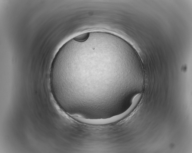 X0000099291534200805231309