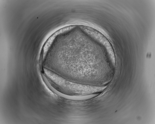 X0000099291536200805231309