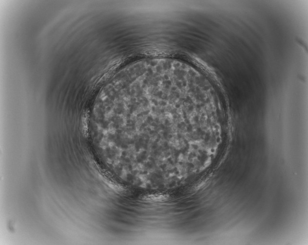 X0000099290065200805301121